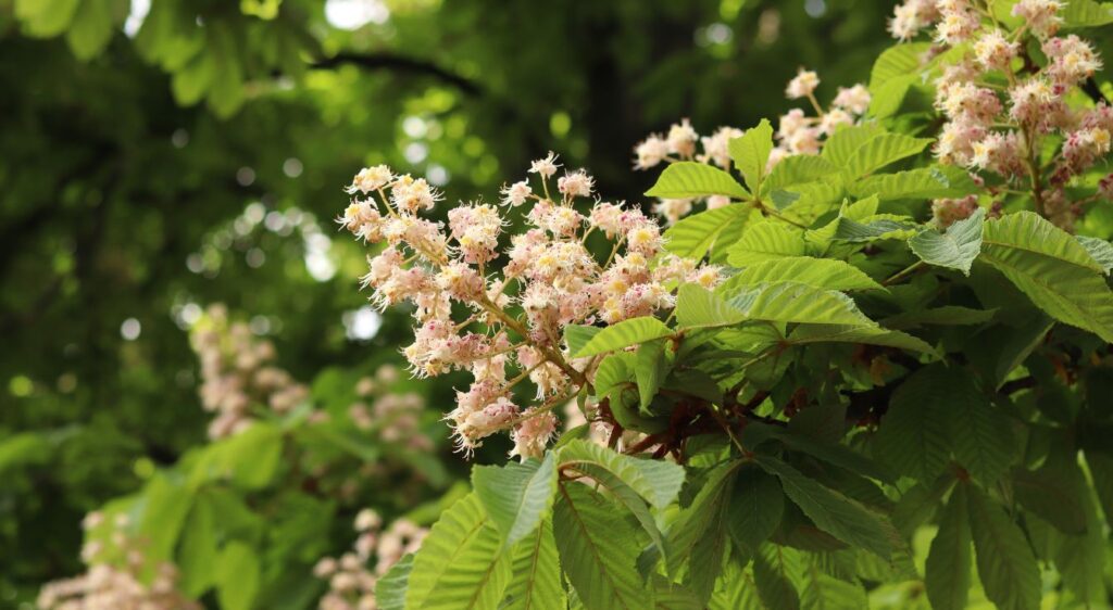 fleur châtaignier