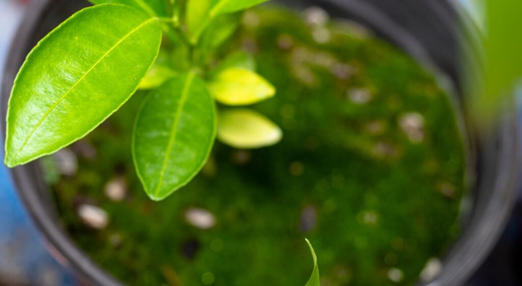 Citronnier 4 saisons plant