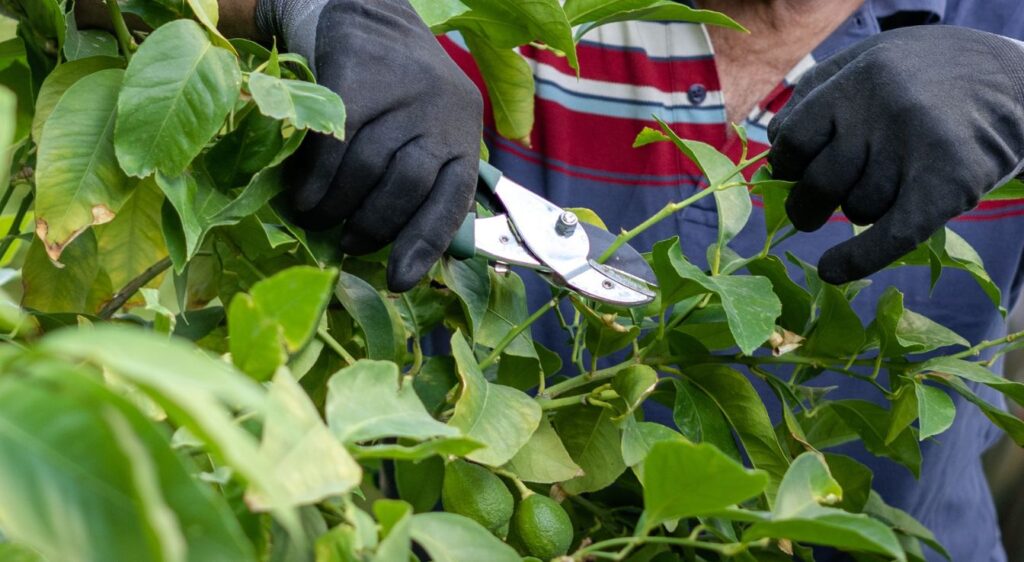 Citronnier 4 saisons entretien