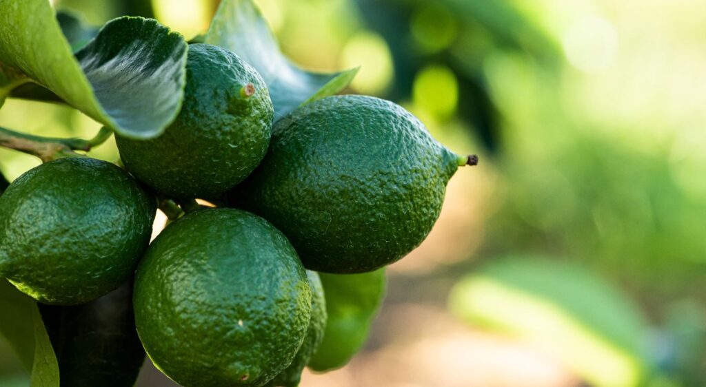 Citronnier 4 saisons FRUIT