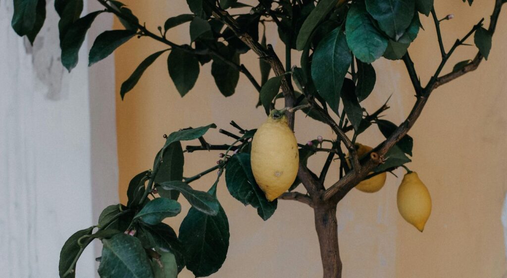 cultiver citronnier meyer