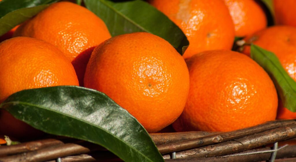 Clémentinier fruit