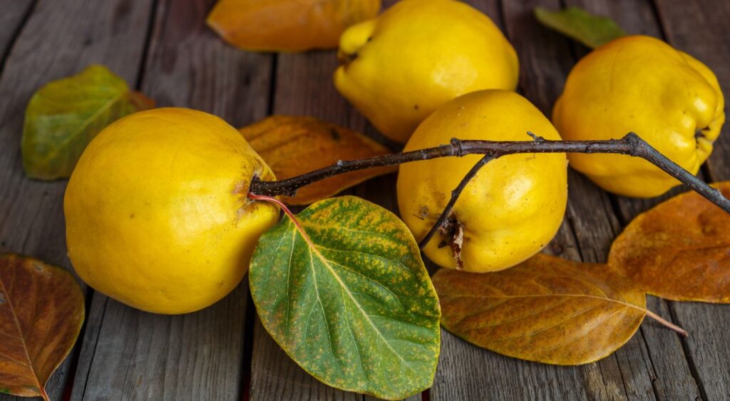 fruits du cognassier