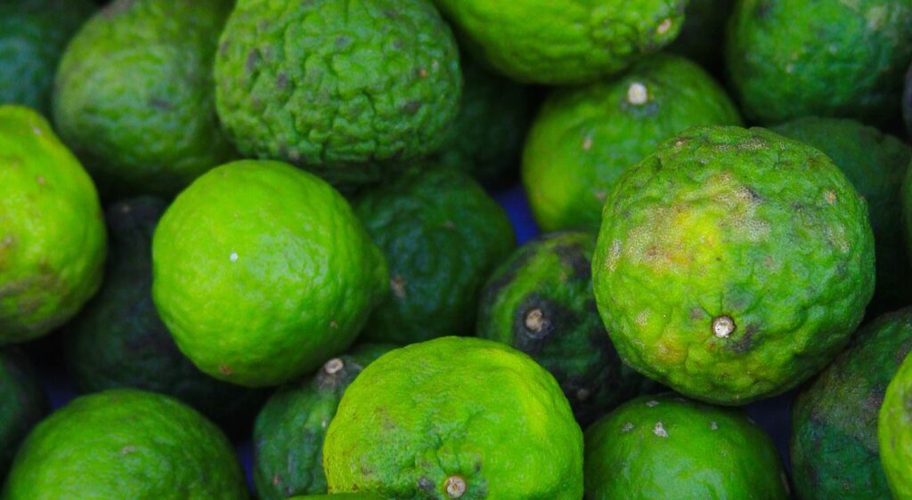 combava citron récolte