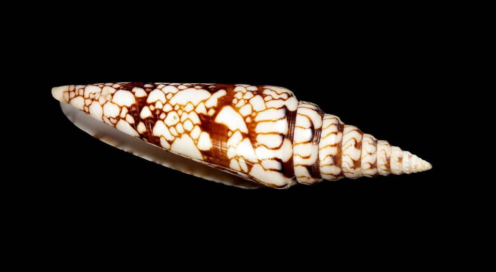 Conus