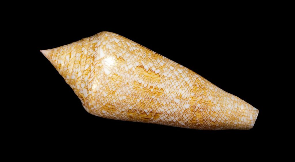 Conus