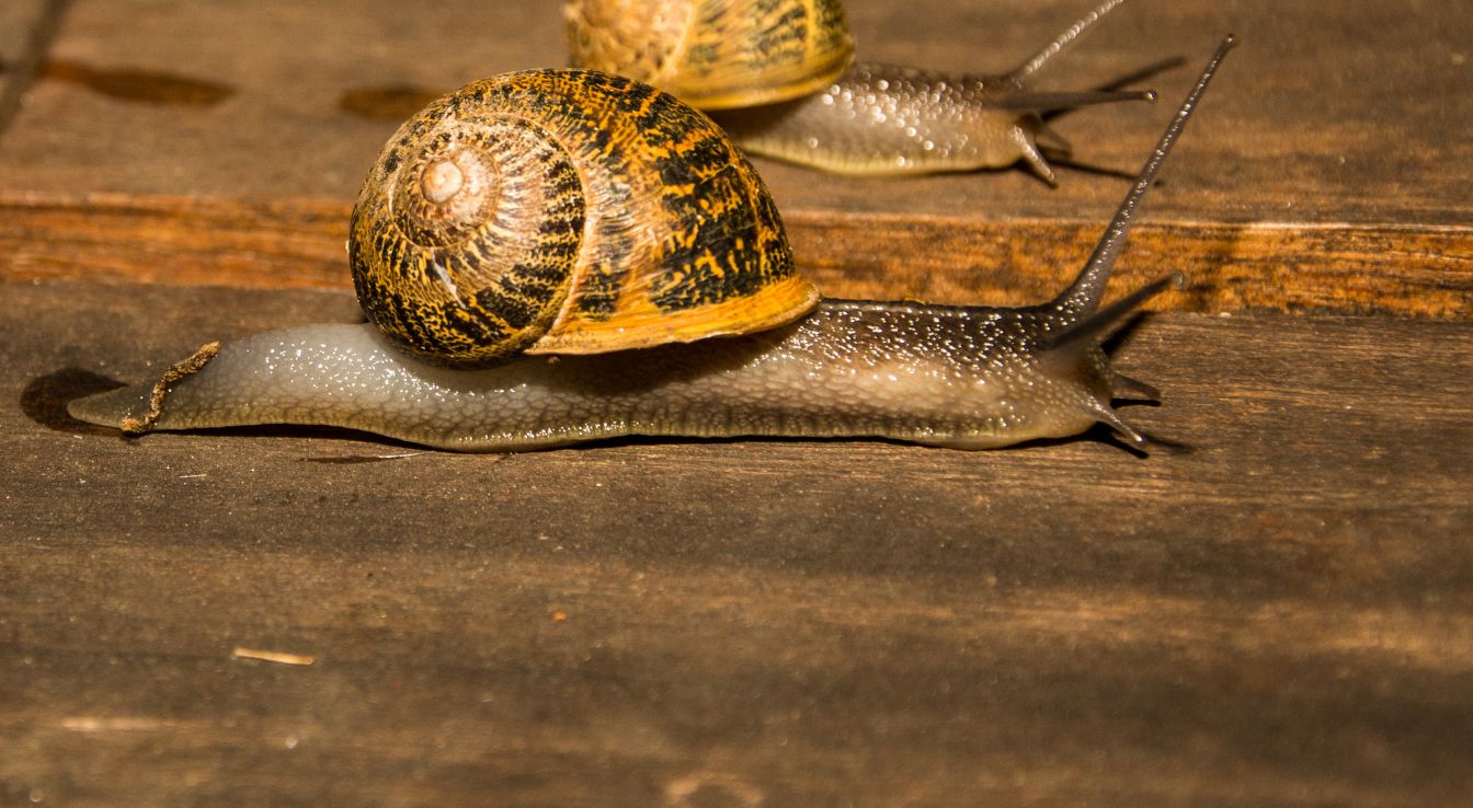 Cornu aspersum