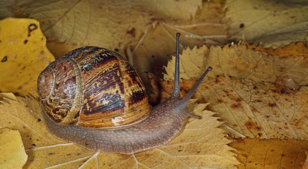 Cornu aspersum
