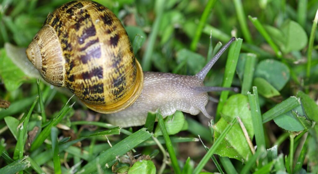 Cornu aspersum