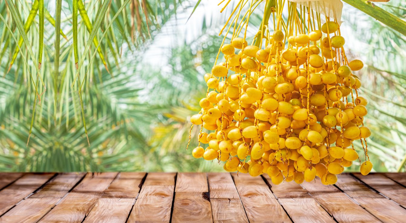 Dattes Barhi palmier