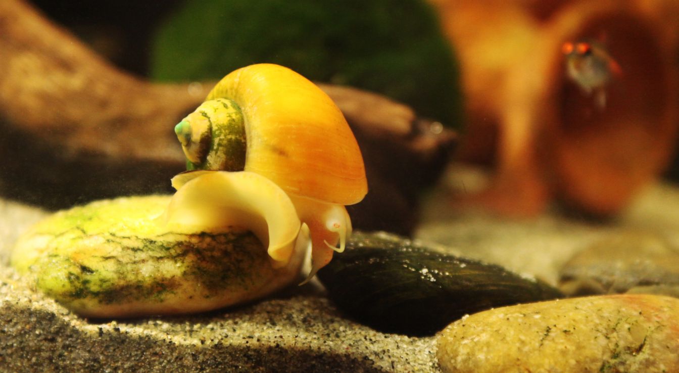 Escargots d’eau douce pour aquarium