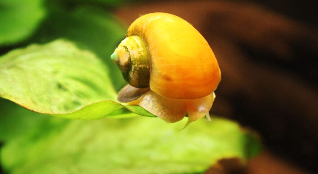 escargot deau douce aquarium