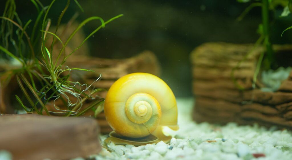 Escargots d’eau douce dans un aquarium