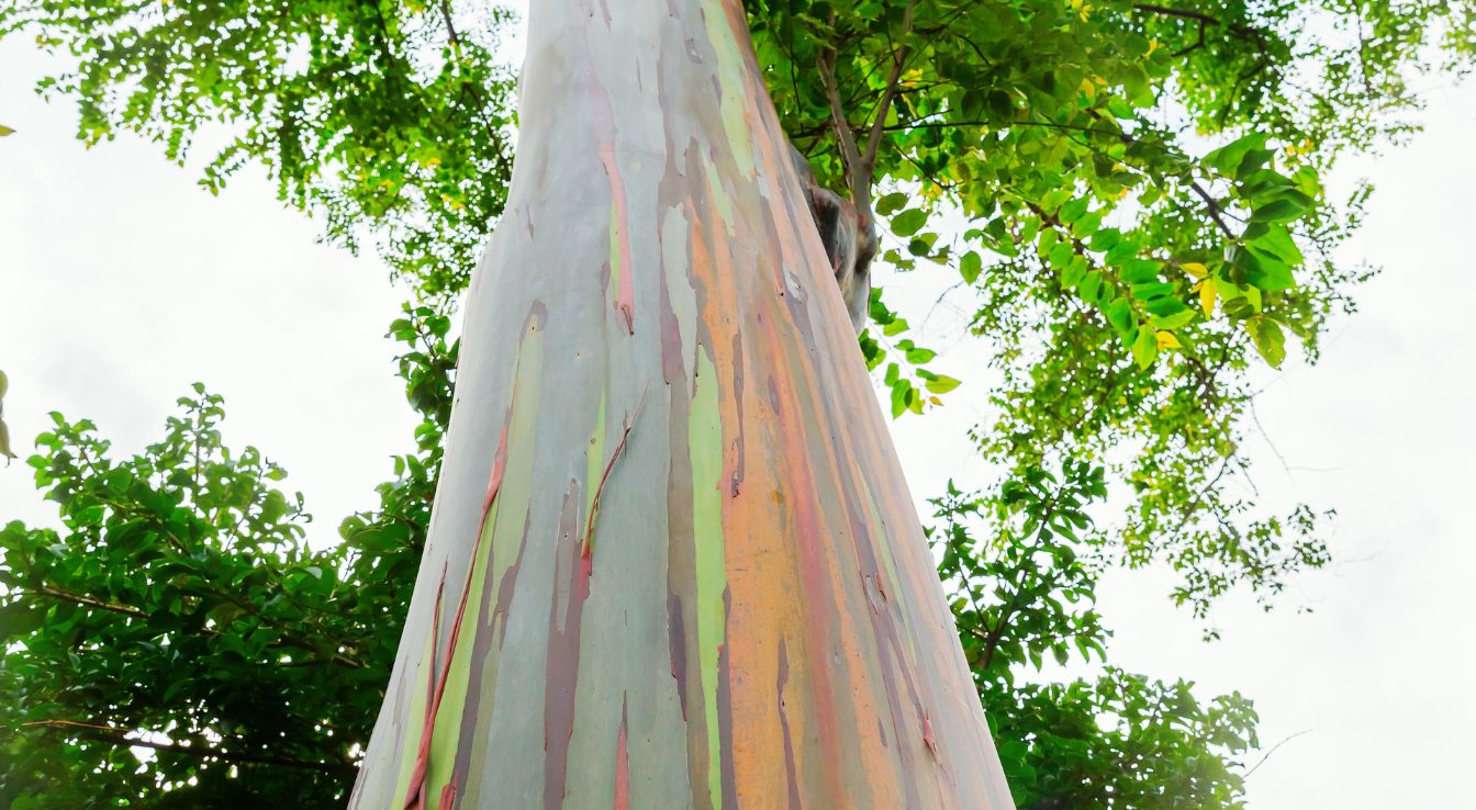 tronc eucalyptus arc en ciel​