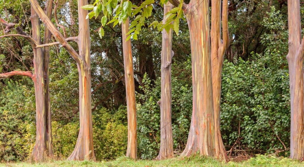 eucalyptus arc-en-ciel