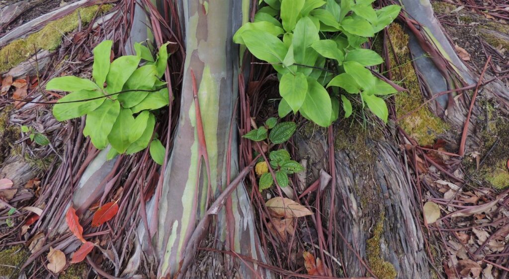 eucalyptus arc-en-ciel