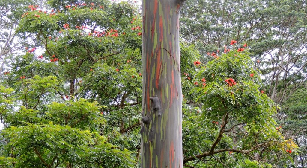 Eucalyptus deglupta