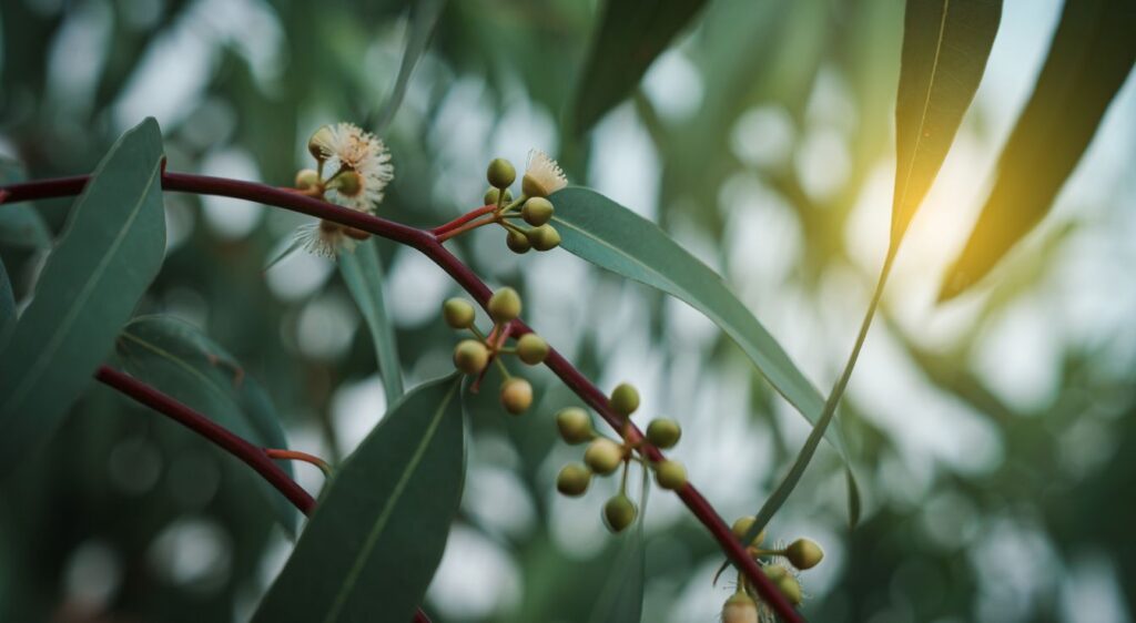Eucalyptus radié
