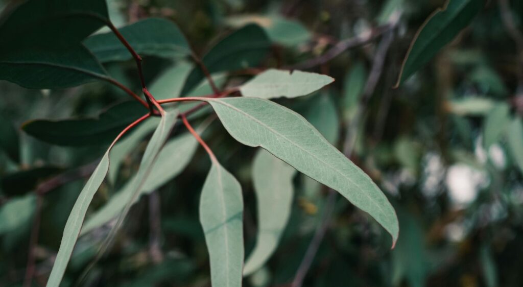 Eucalyptus radié