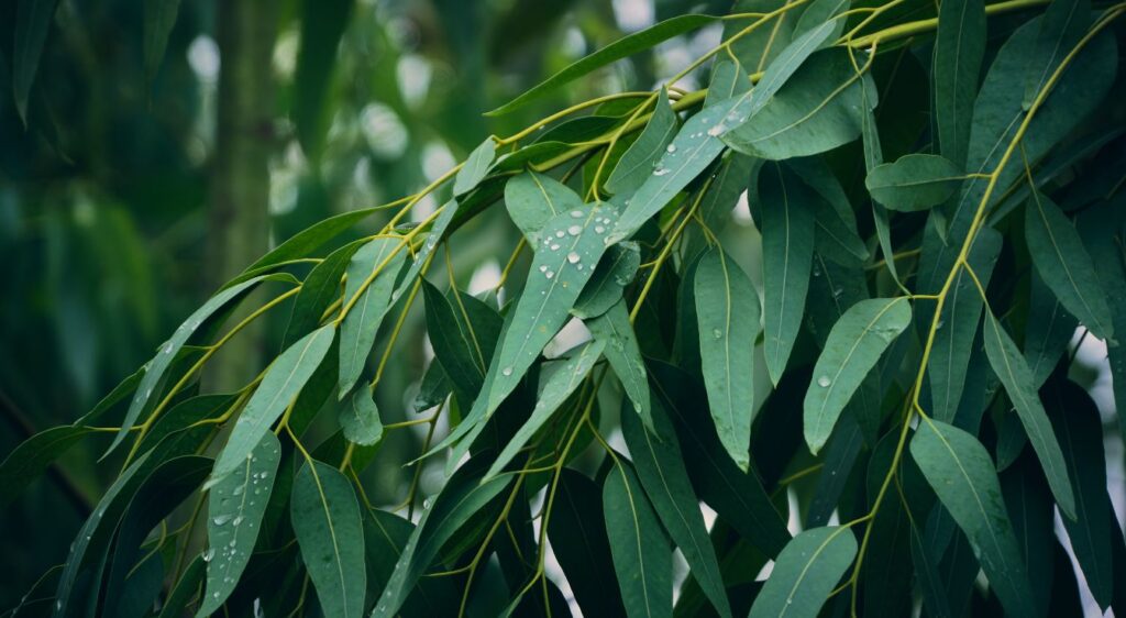 Eucalyptus radié