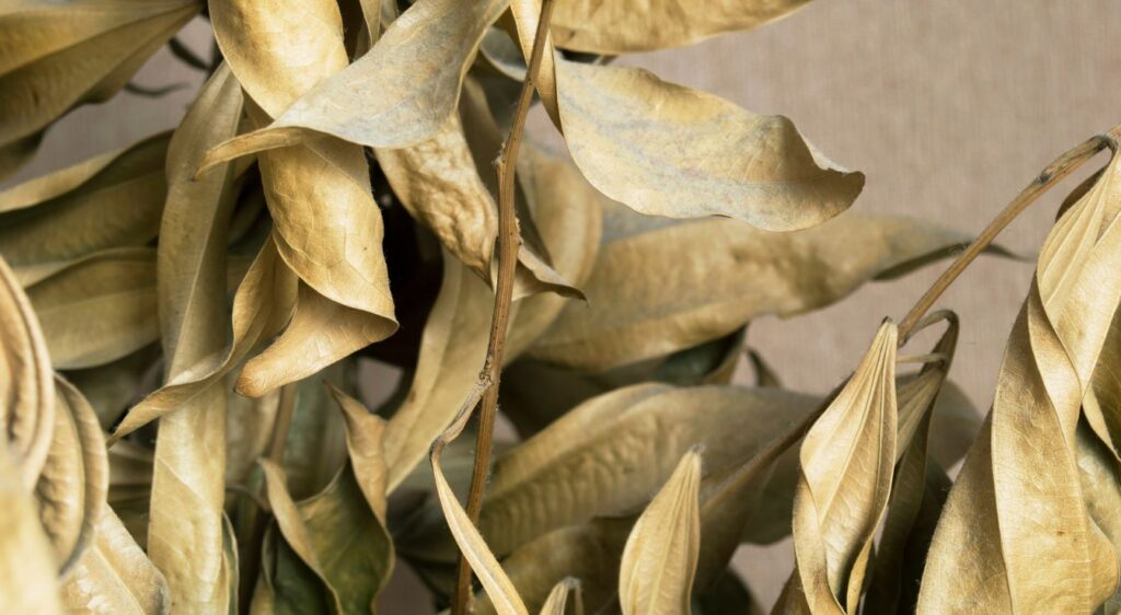 eucalyptus séchée