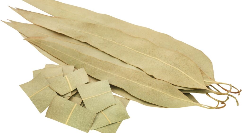 eucalyptus séché