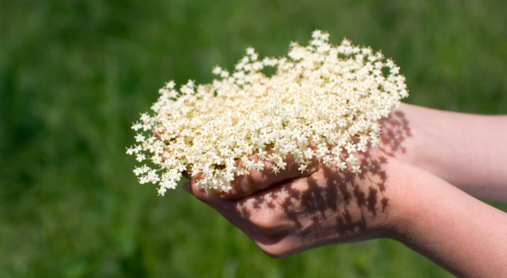 fleur de sureau bienfaits