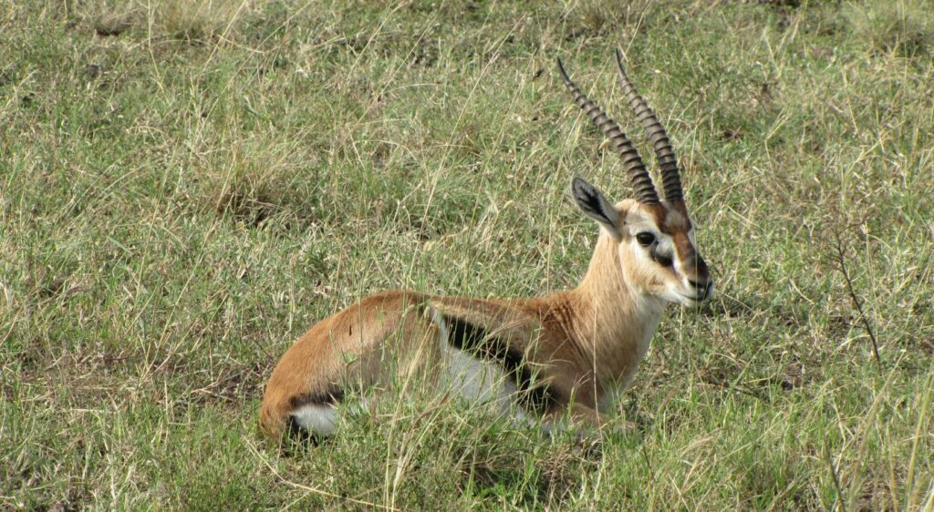 Gazelle