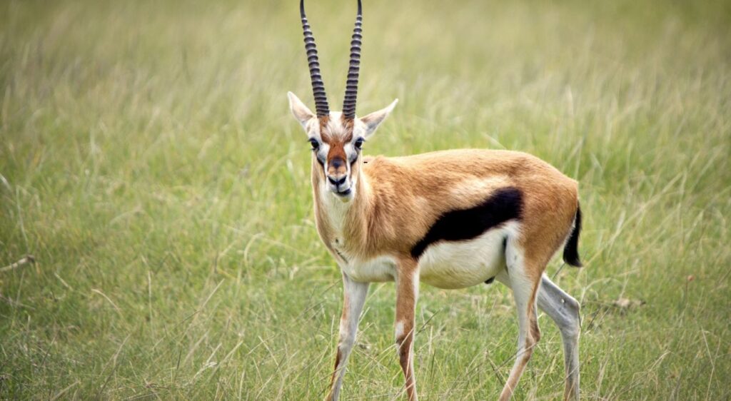 Gazelle