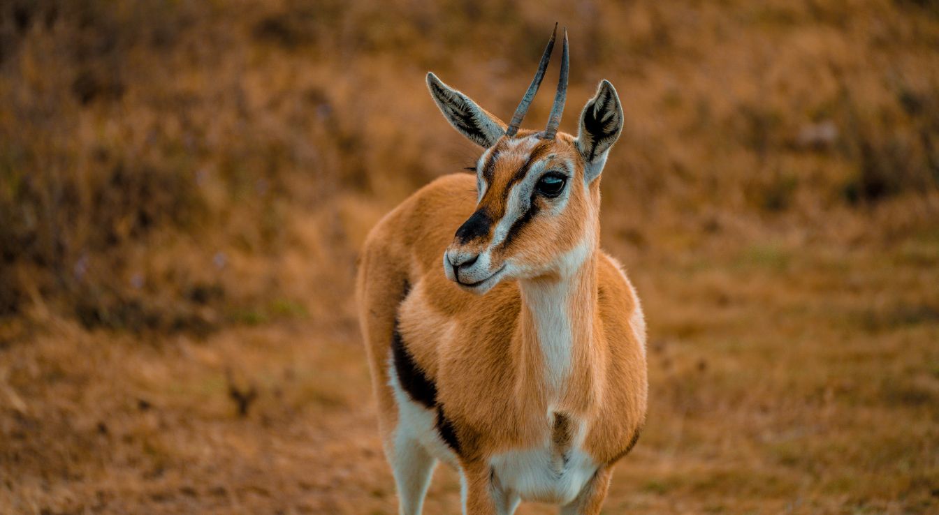 Gazelle