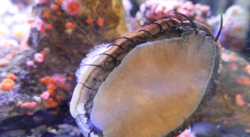 Haliotis Abalone