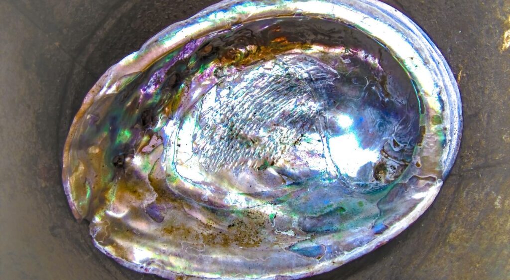 Haliotis Abalone
