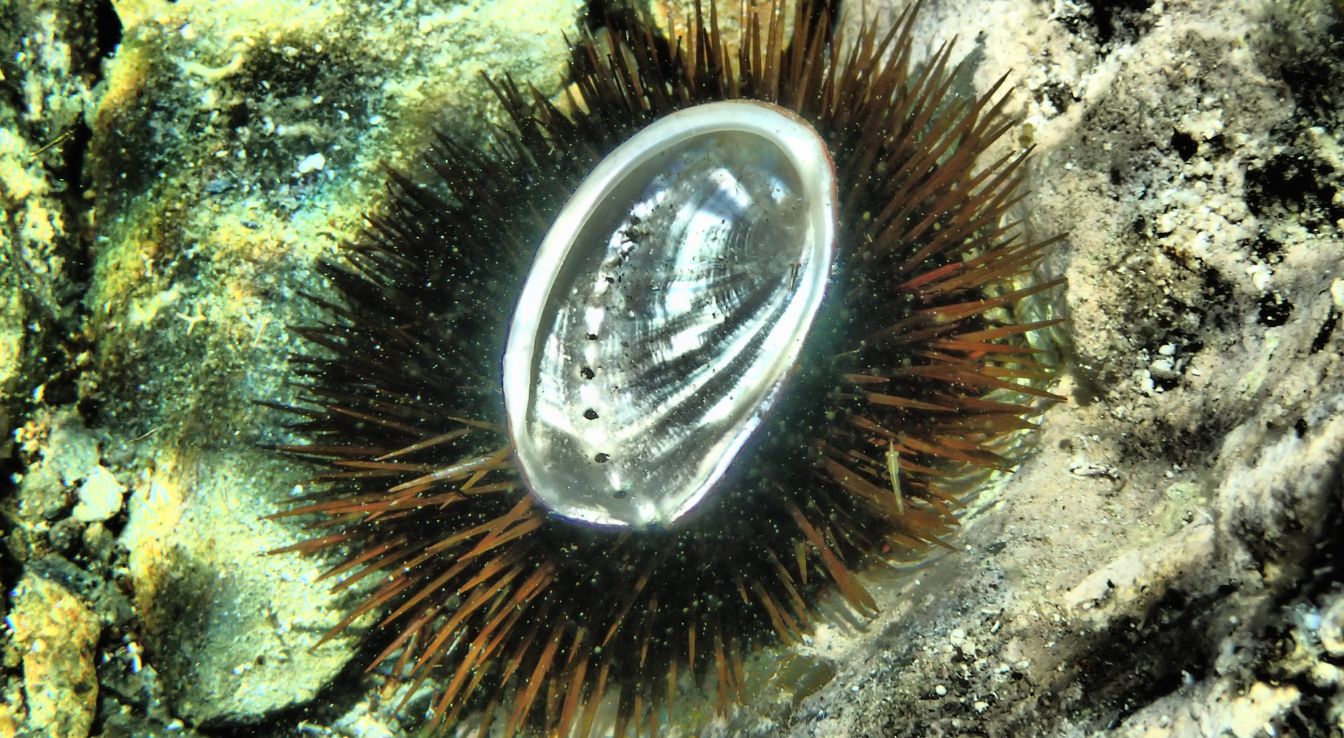 Haliotis Abalone