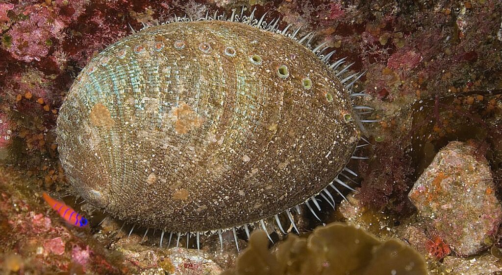 Haliotis Abalone