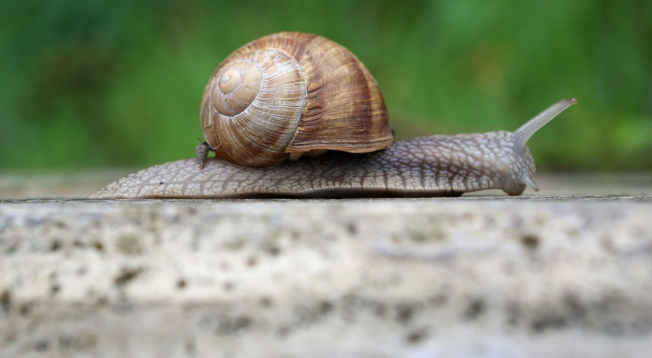 Helix pomatia