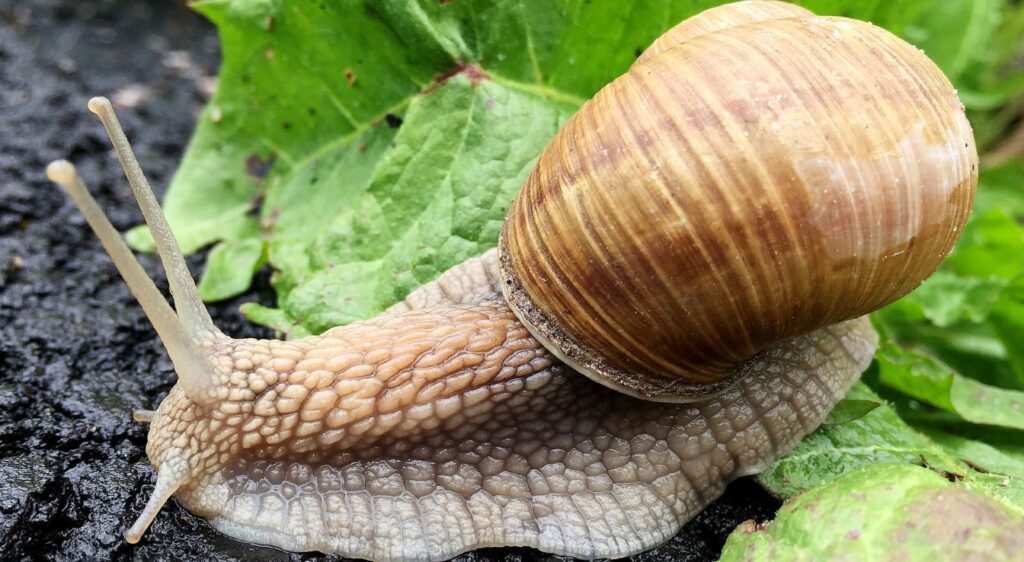 Helix pomatia