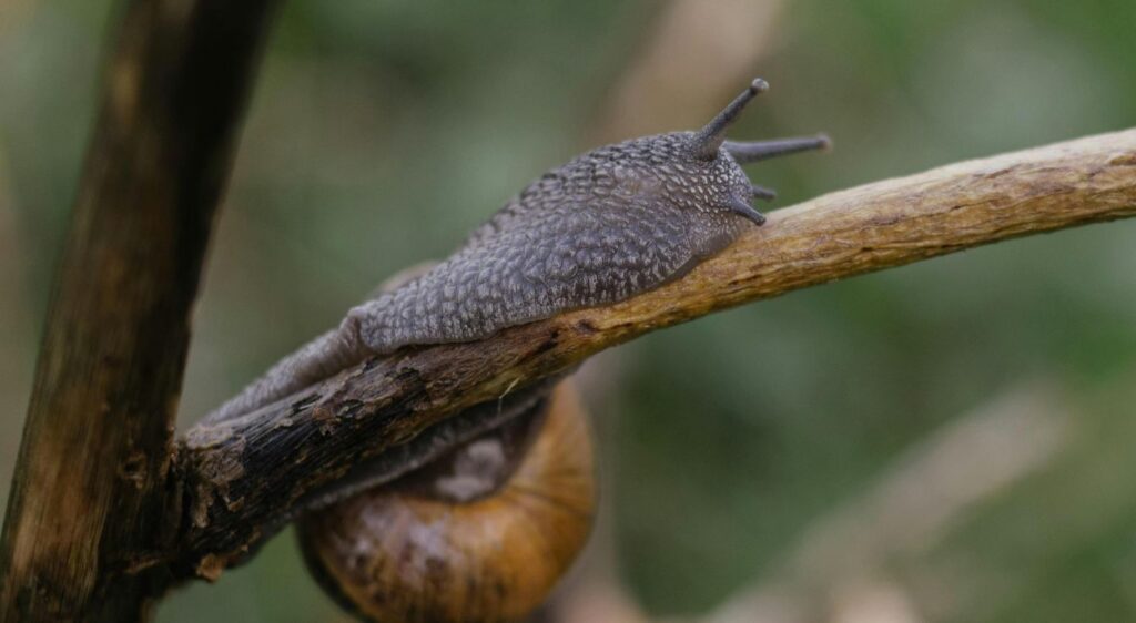 Helix pomatia
