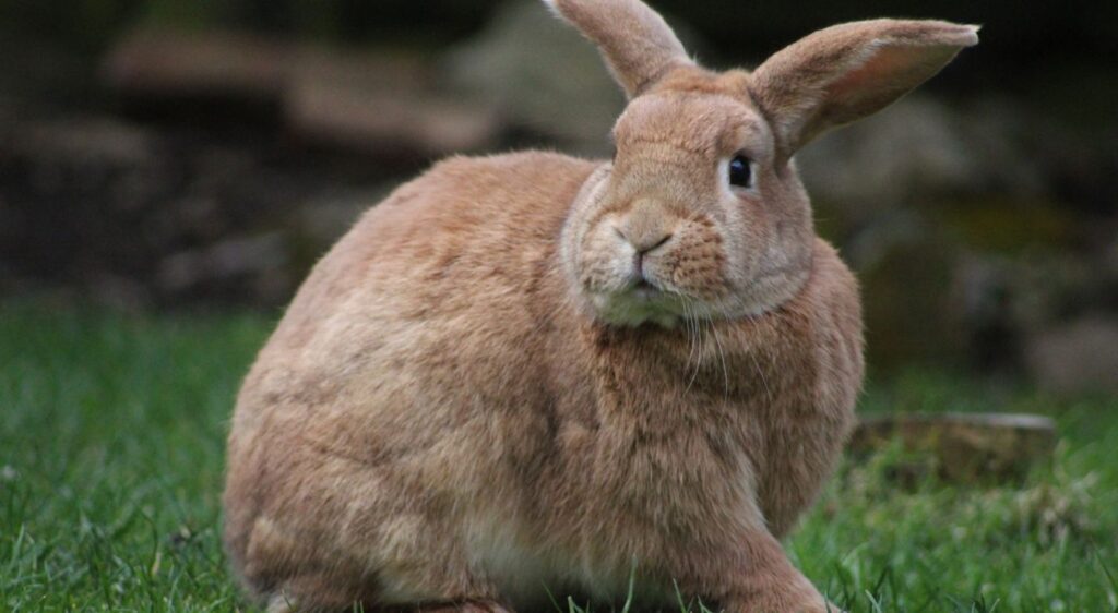 Lapin