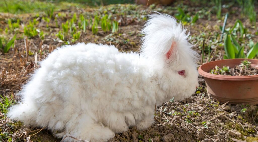 Lapin