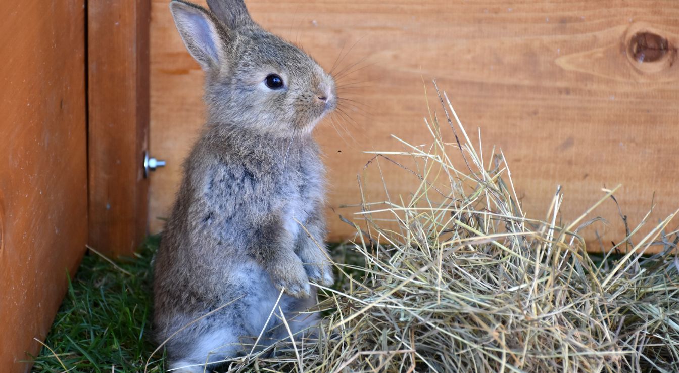 Lapin
