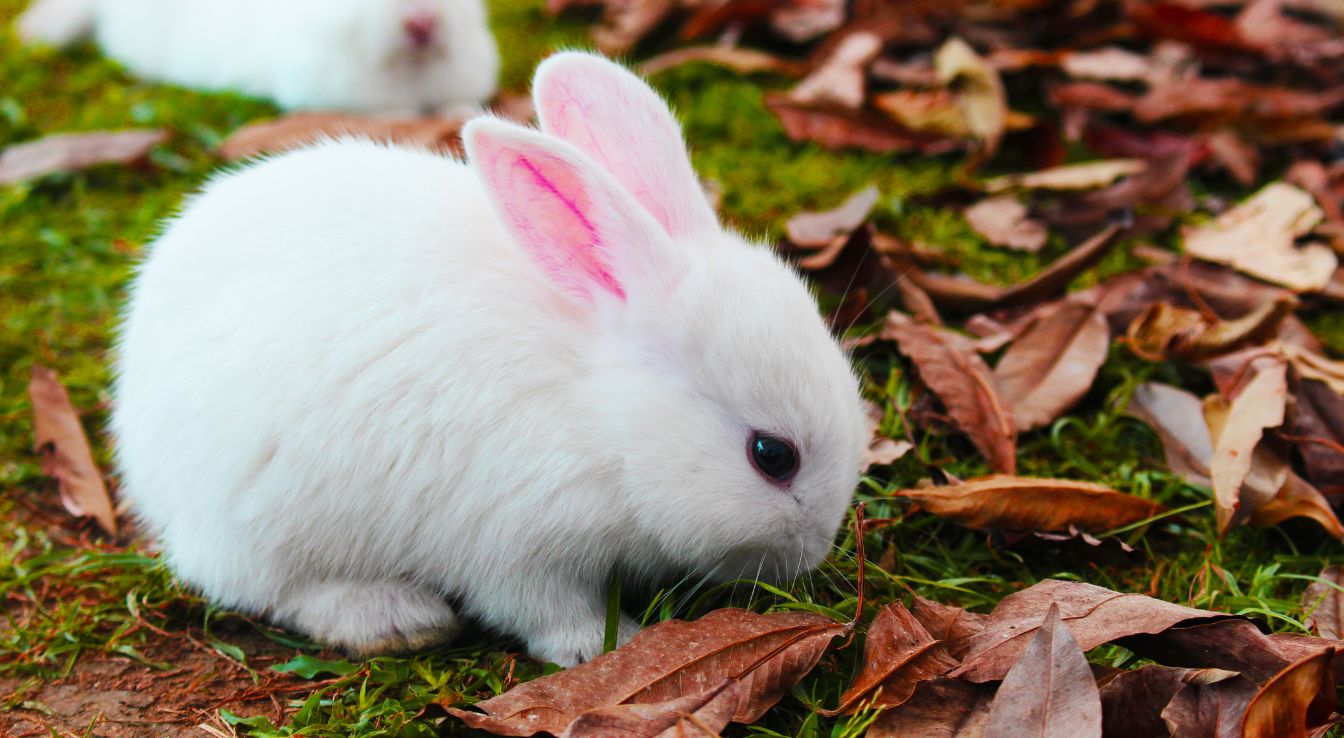 Lapin Tout Savoir Sur Ses Races Habitudes Et Alimentation lapin-tout-savoir-sur-ses-races-habitudes-et-alimentation