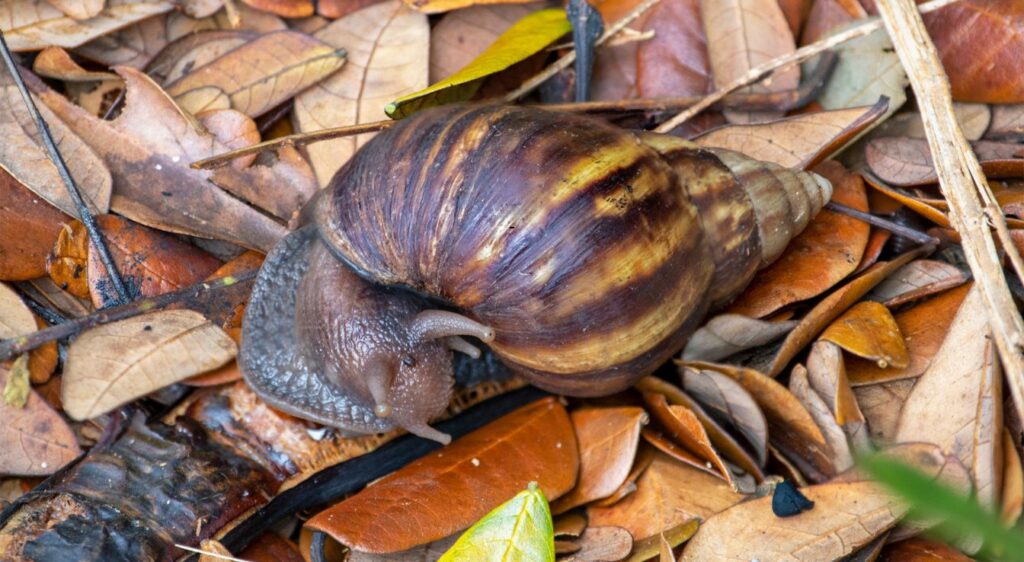 Lissachatina fulica