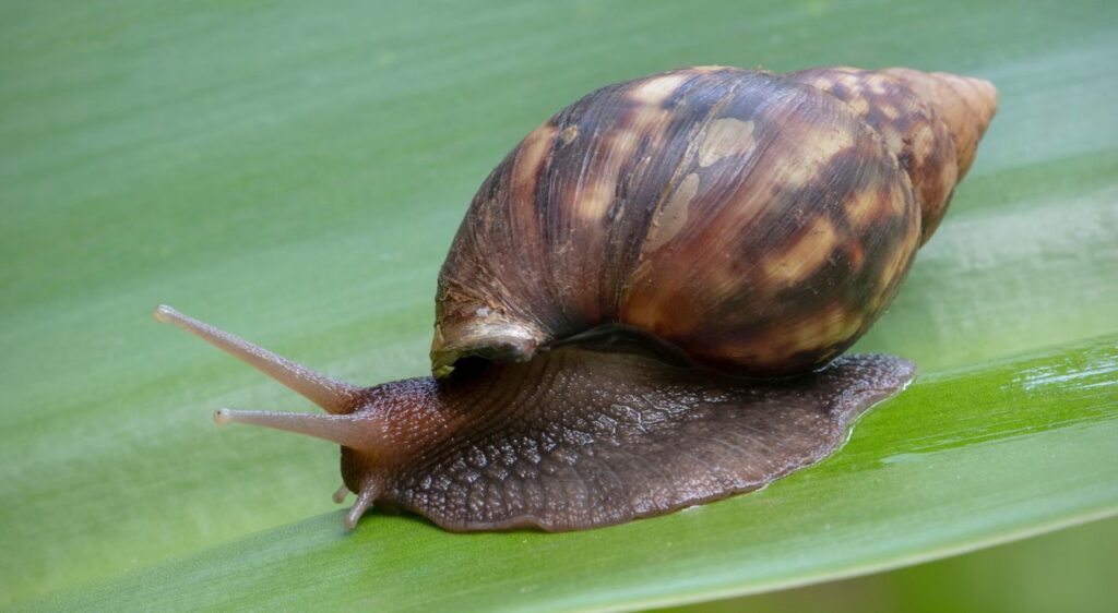 Lissachatina fulica