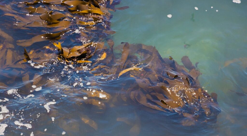 Macrocystis pyrifera