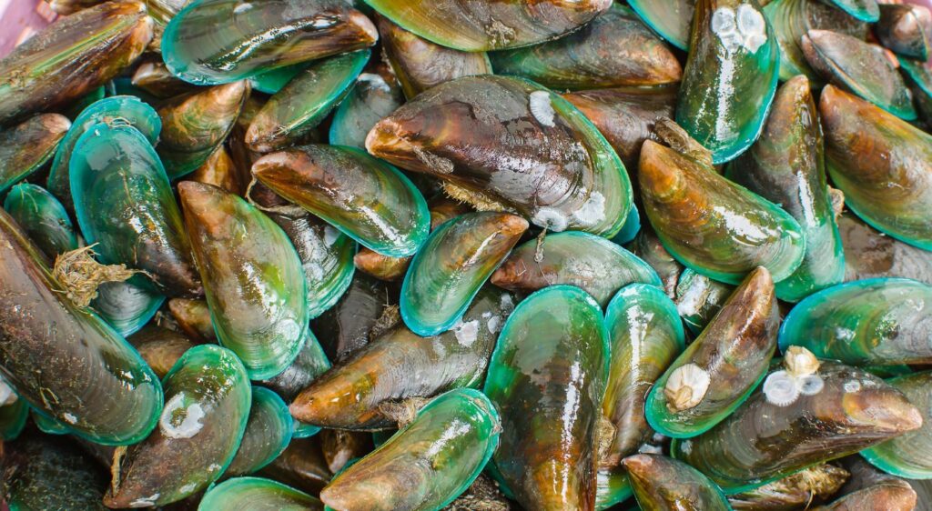 Moule de Nouvelle-Zélande