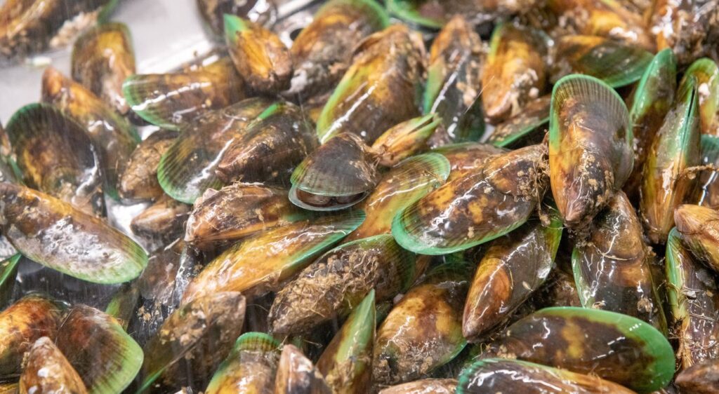 Moule de Nouvelle-Zélande