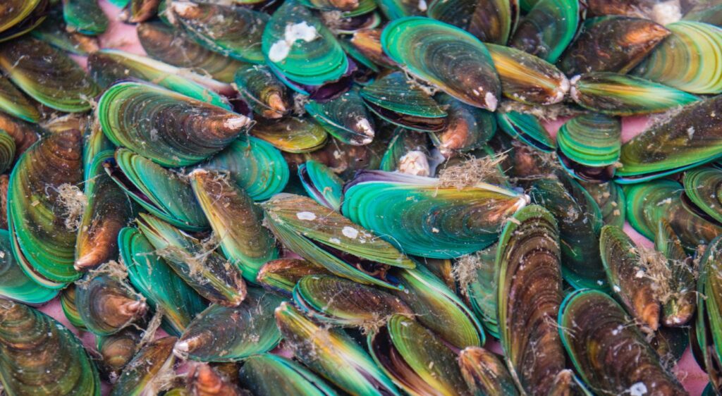 Moule de Nouvelle-Zélande