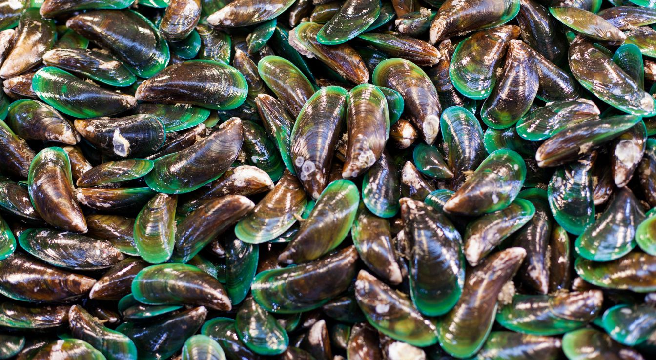 Moule de Nouvelle-Zélande