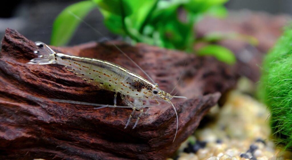 Caridina multidentata