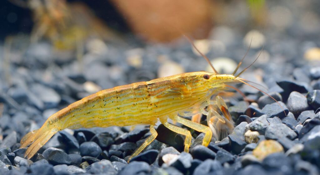 crevettes d’aquarium aliment